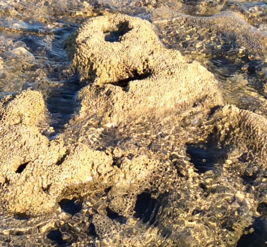 Tubi di anellidi